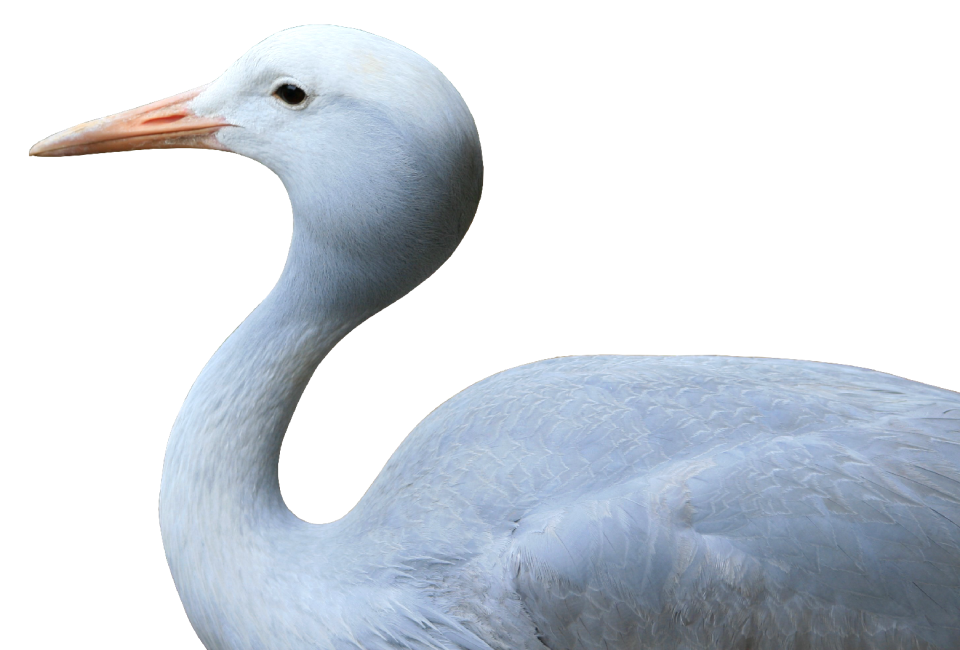 White wing bill