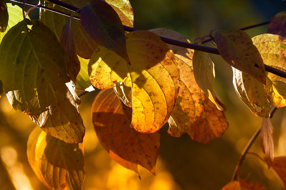 Laubwerk leaves nature