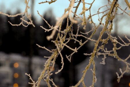 Tree snow nature