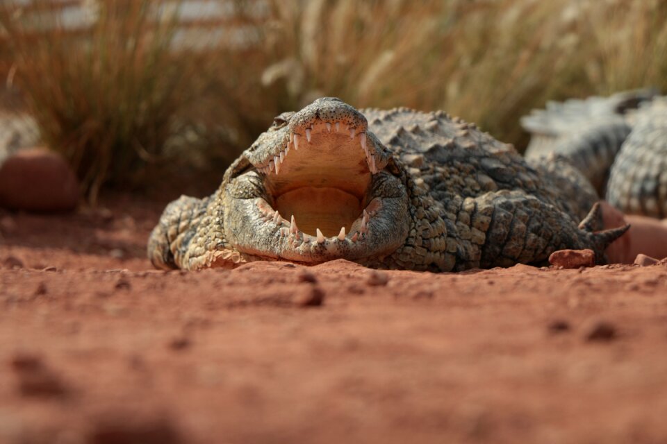Crocodile travel nature