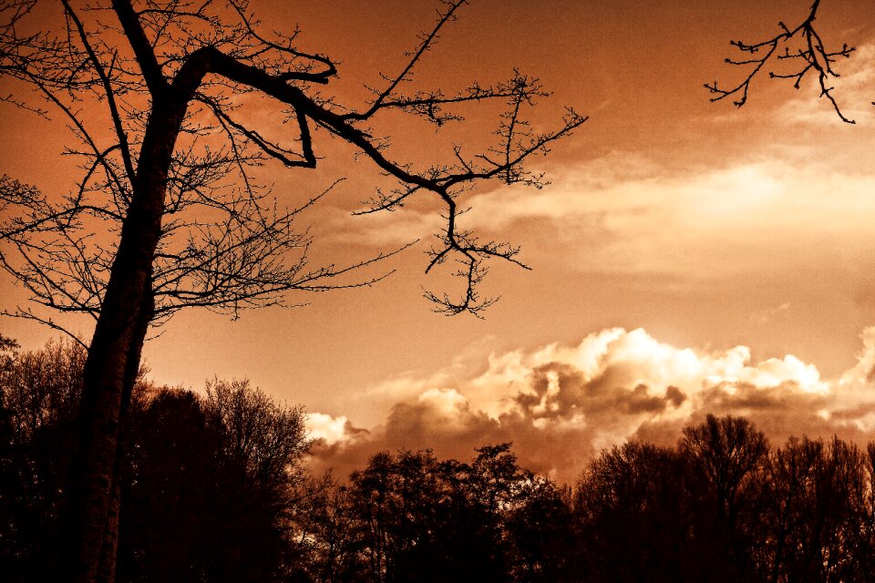 Bare tree skies clouds