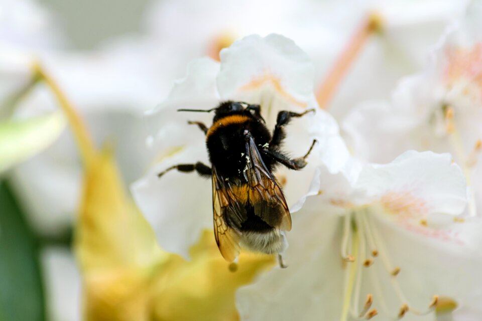 Bloom flower pollination