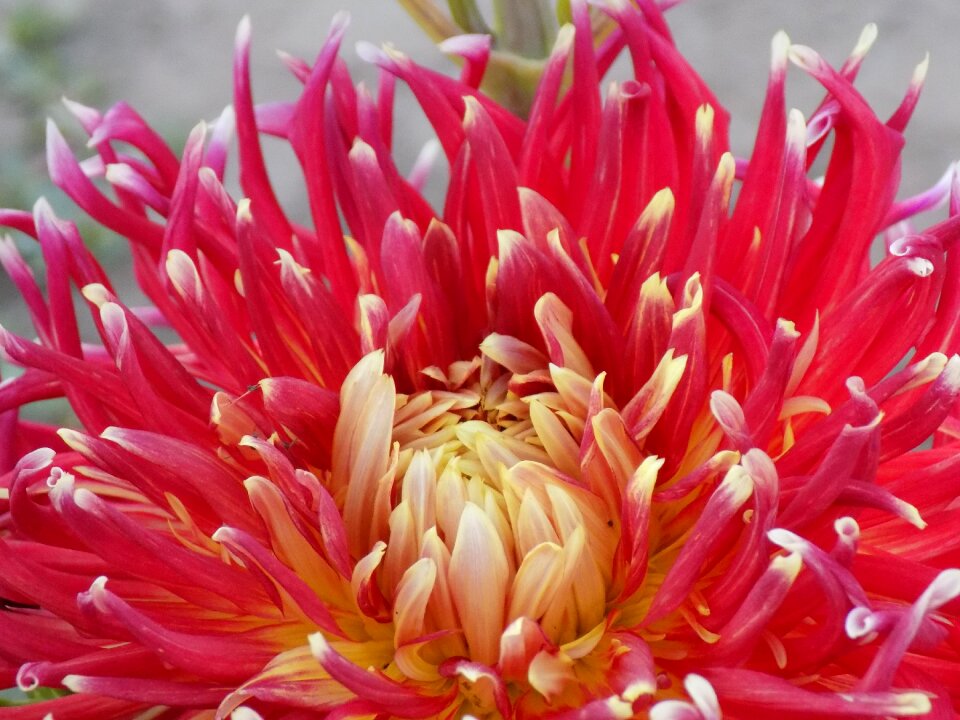 Flower botanical garden closeup