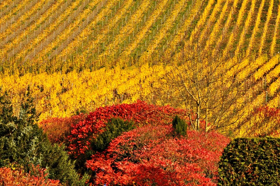 Autumn mosel vineyards