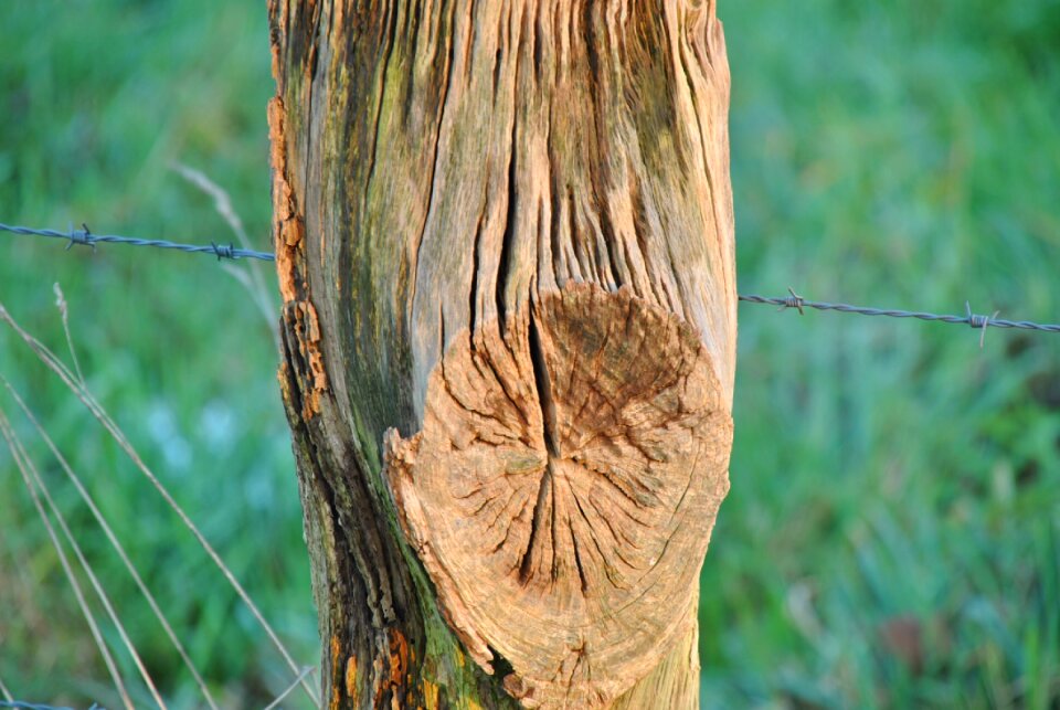 Wood landscape autumn
