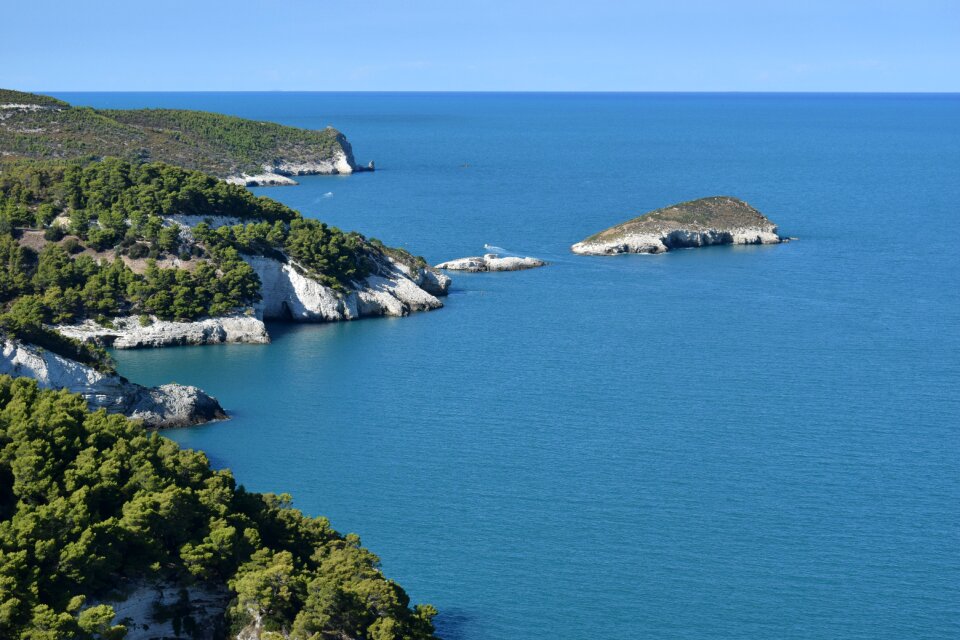 Puglia forest details