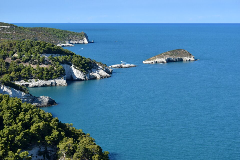 Puglia forest details photo