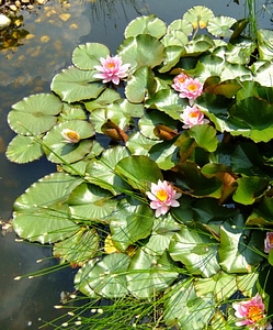Aquatic plants yellow pink