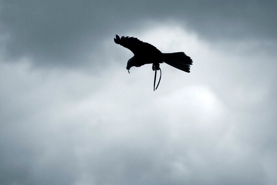 Gloomy peace dove flying