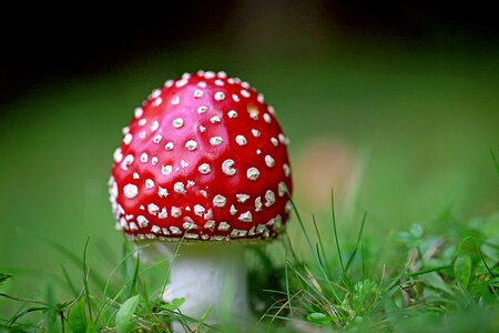 Forest red fly agaric mushroom toxic