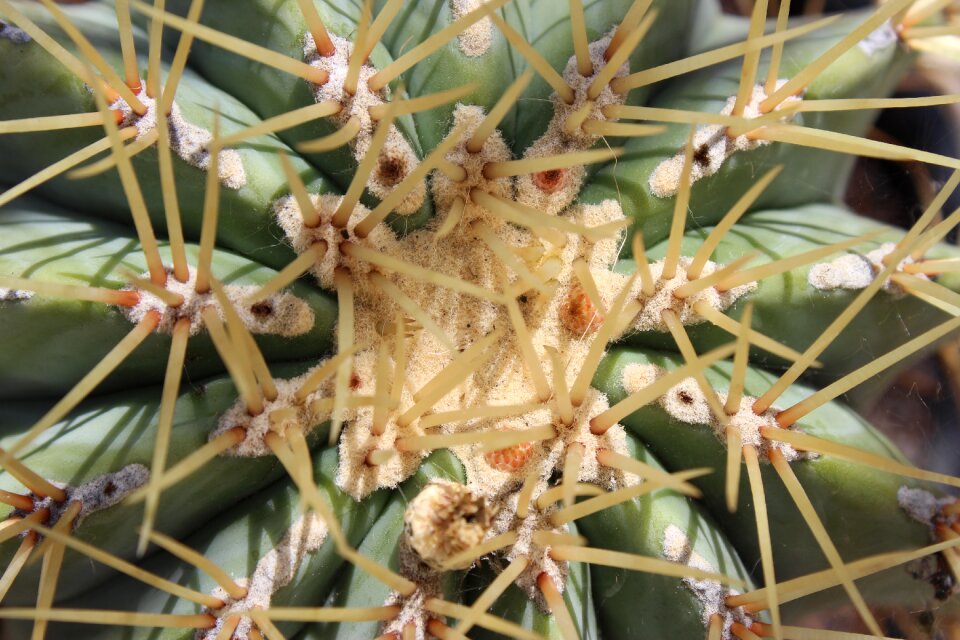 Close up mother in law chair thorns