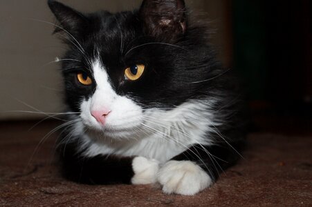 Young cat cat looking pets