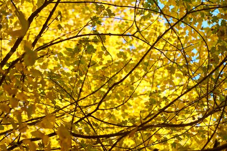 Nature dry leaves yellow photo