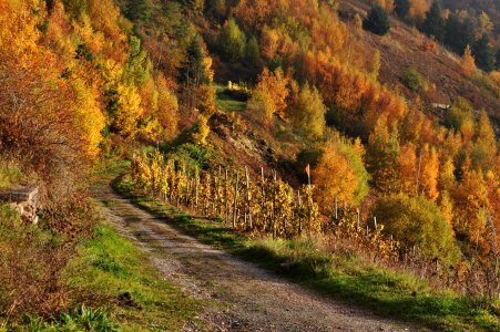 Autumn mosel vineyards