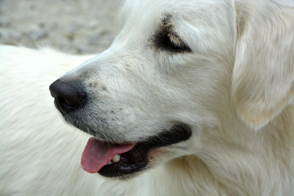 Profile dog golden retriever snout