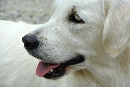 Profile dog golden retriever snout photo