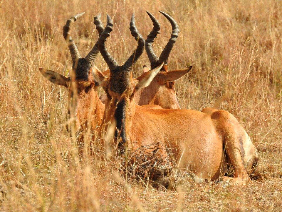 Wild animal animals africa
