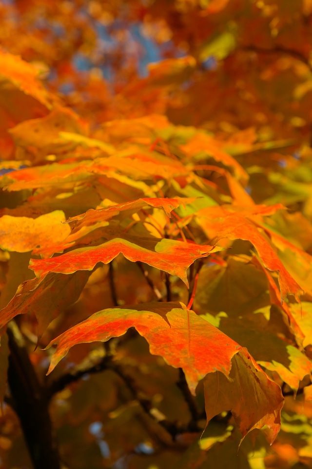 Branch maple acer platanoides photo