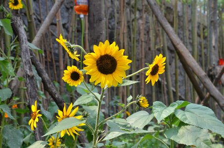 Chaoyang flowers close-up of sunflower yellow flowers