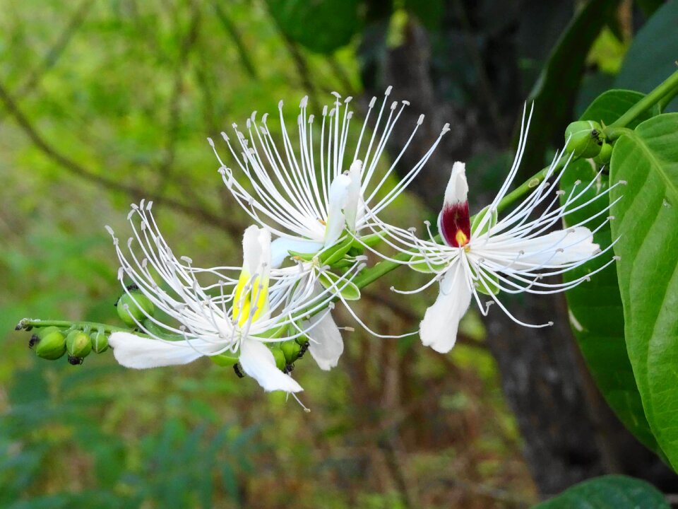 White tropical bali