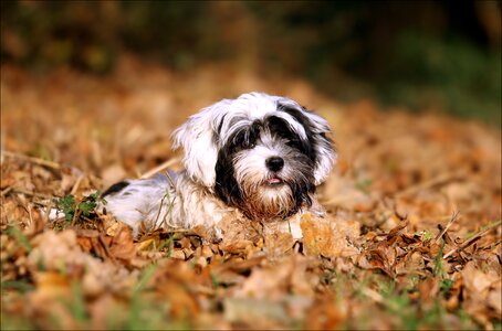 Bolonka autumn leaves