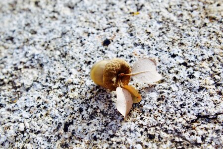 Acorn nut