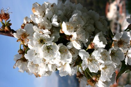 White flowers flower spring photo