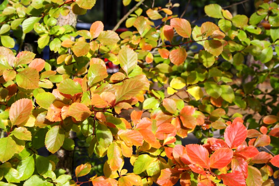 Autumn leaves colorful