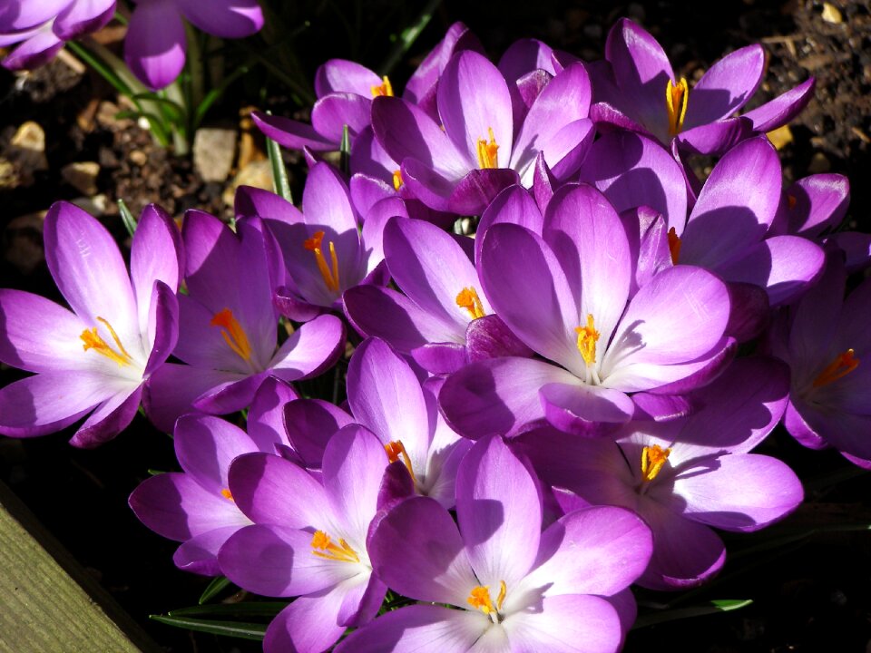 Winter sun spring flowers