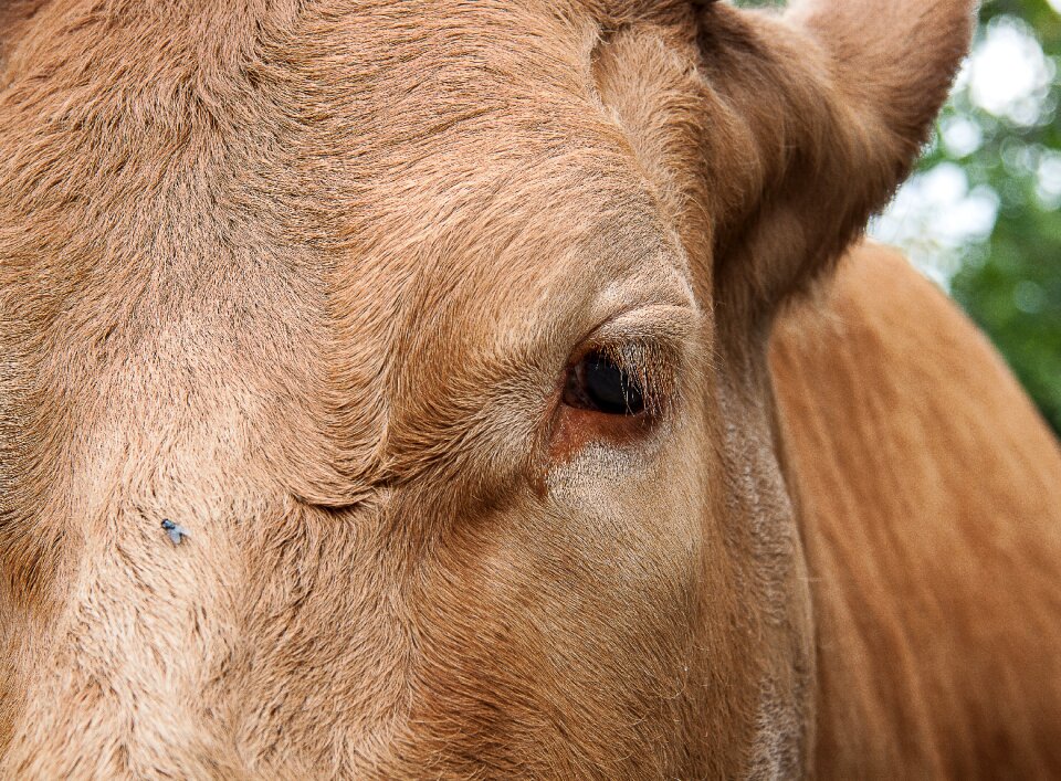 Livestock eye agriculture