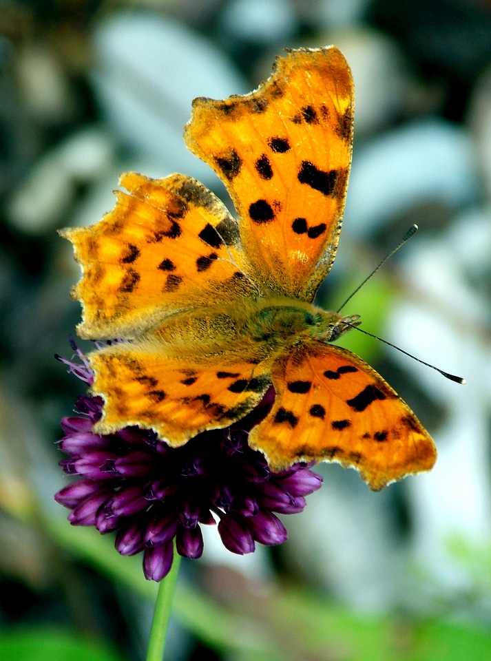 Edelfalter patch butterflies insect