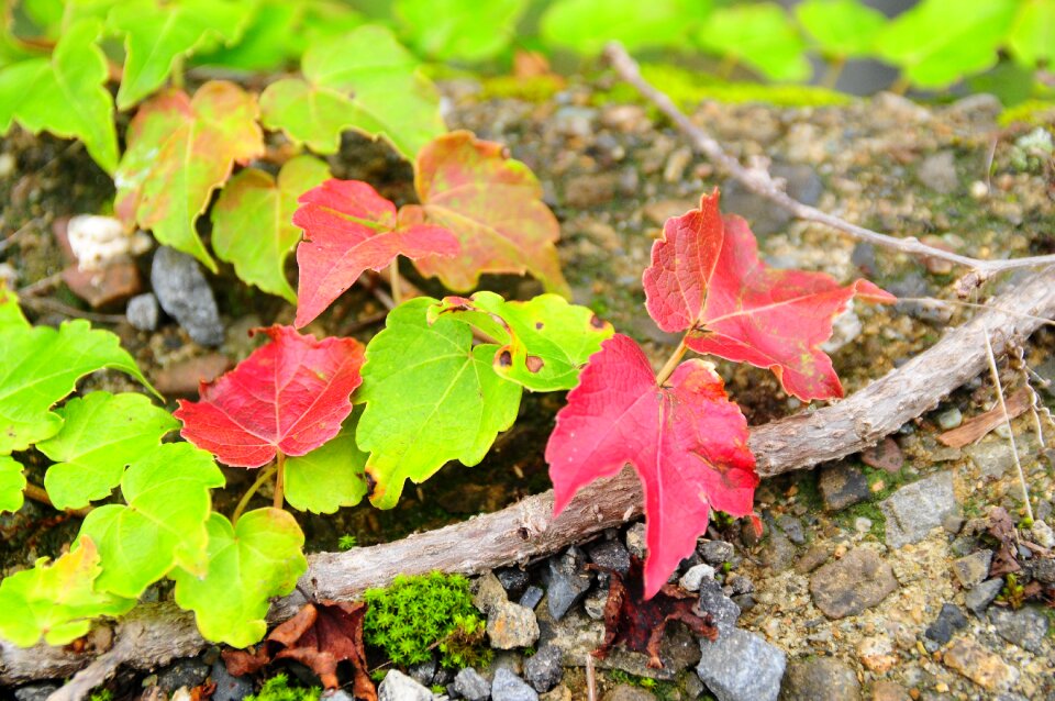 Leaf autumn ivy