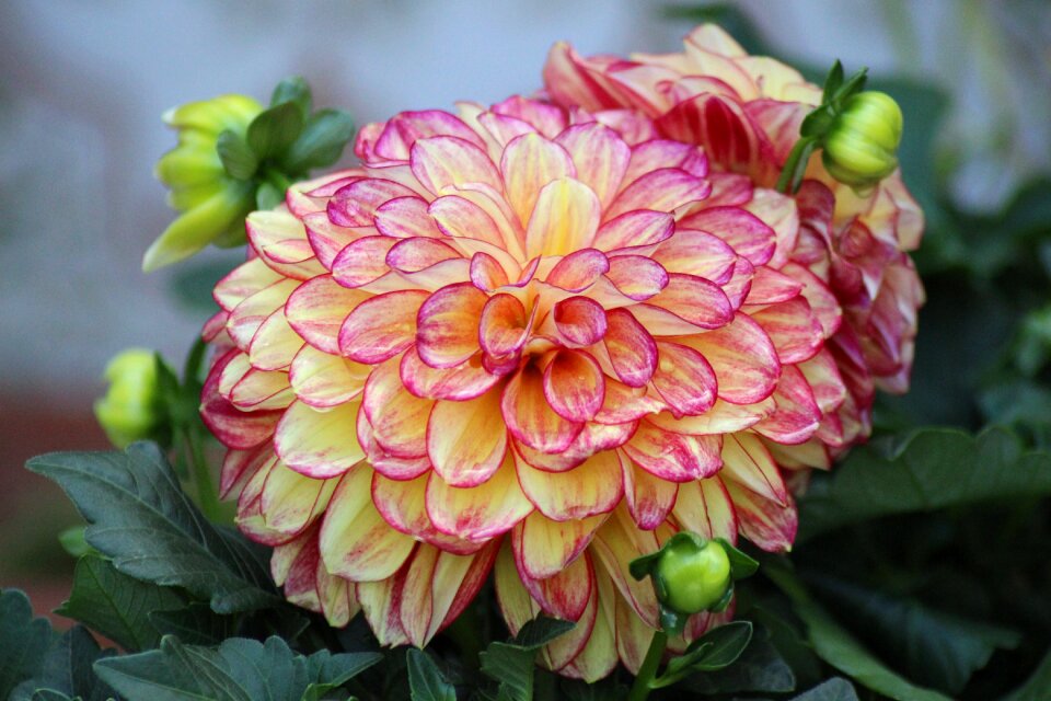 Yellow dahlia garden blossom