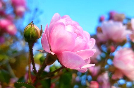 Garden bud bush florets pink