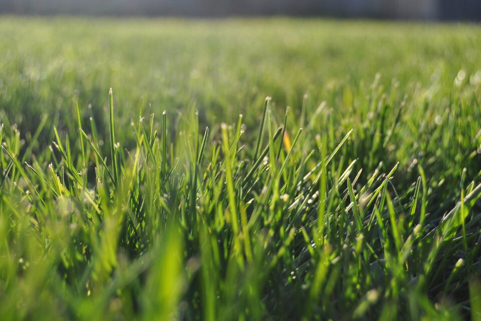 Green nature landscape