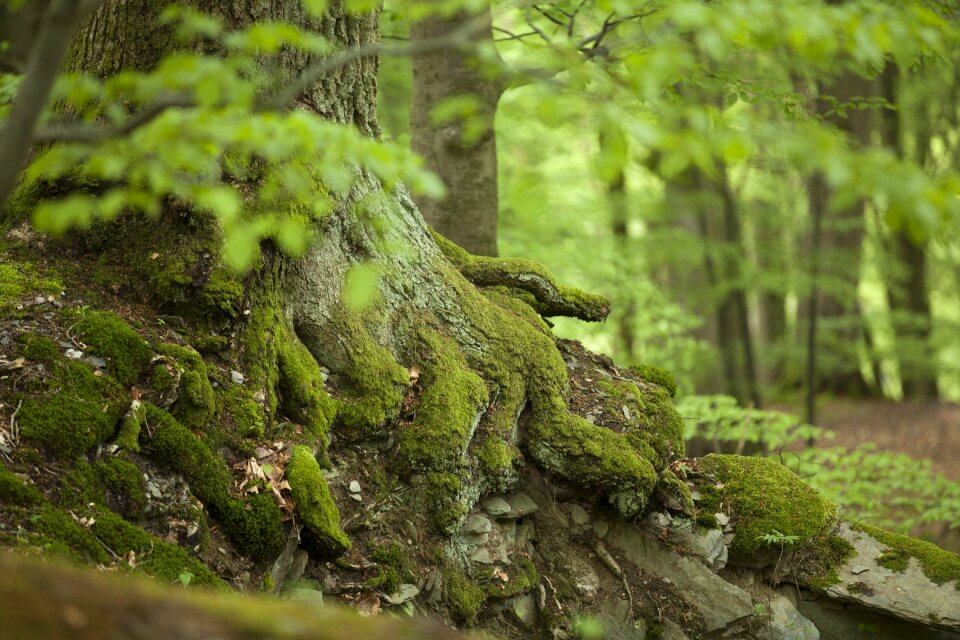 Green trees close up