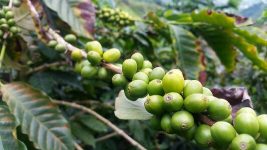Coffee colombia coffee bean