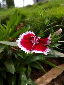 Red flower grass