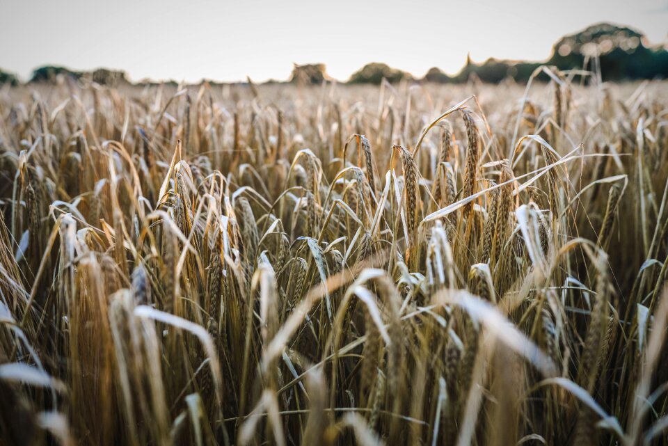 Agriculture farming uk