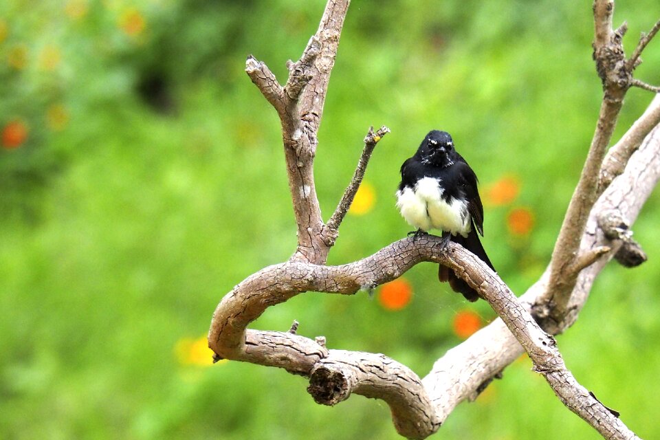 Nature branch black