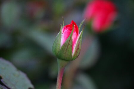 Rosebud red rose