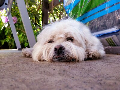 Floor laying pet photo