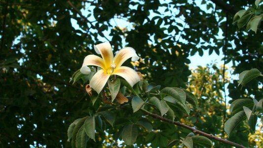 Nature a yellow flower yellow