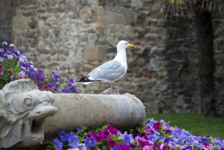 Coast summer seabird