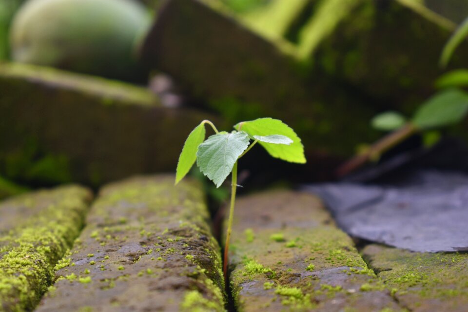 Nature wild botany