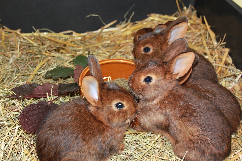 Rabbit breeding animal brown