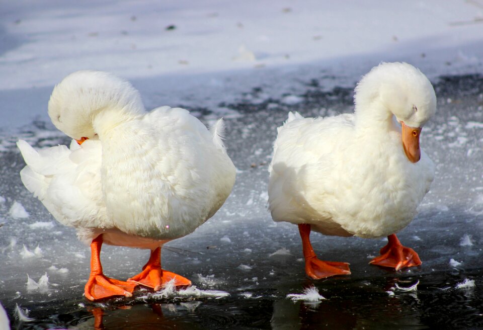 Cold winter
