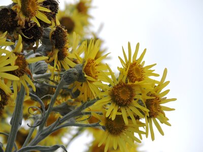 Nature petals yellow yellow flowers