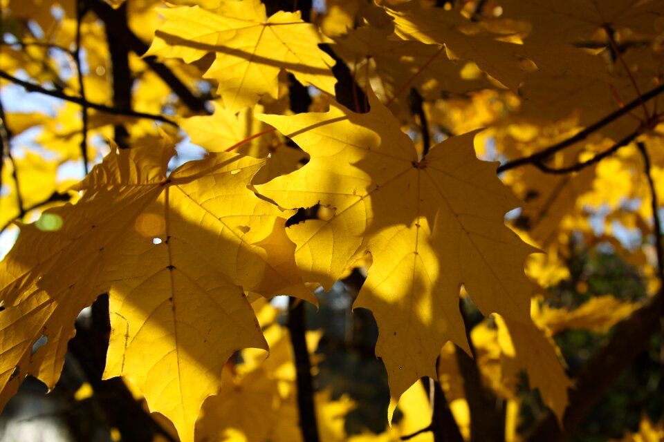 Fall foliage yellow sunny