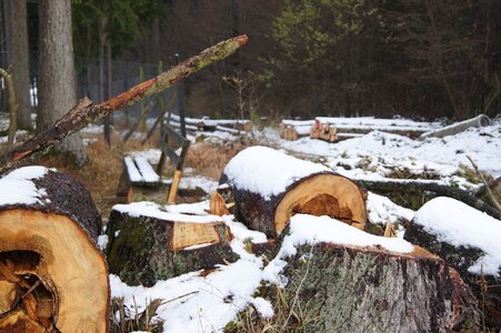 Log nature forester photo